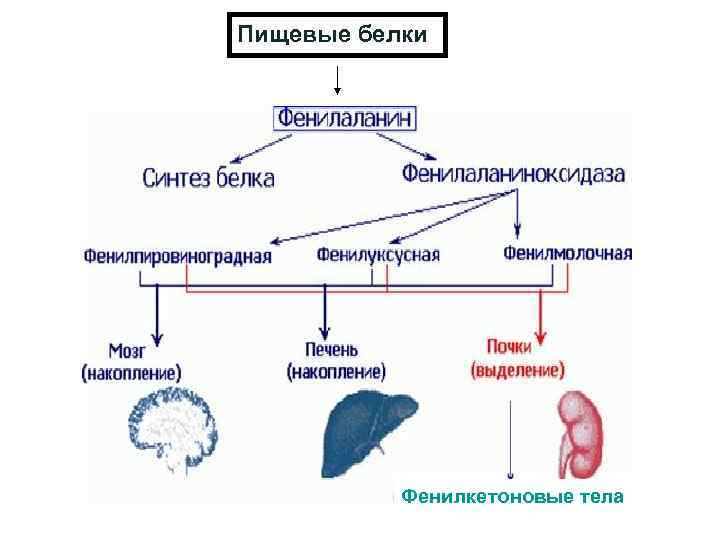 Пищевые белки Фенилкетоновые тела 