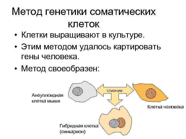 Метод генетики соматических клеток • Клетки выращивают в культуре. • Этим методом удалось картировать