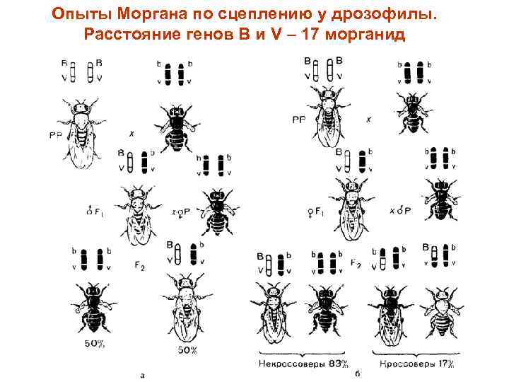 Опыты Моргана по сцеплению у дрозофилы. Расстояние генов В и V – 17 морганид