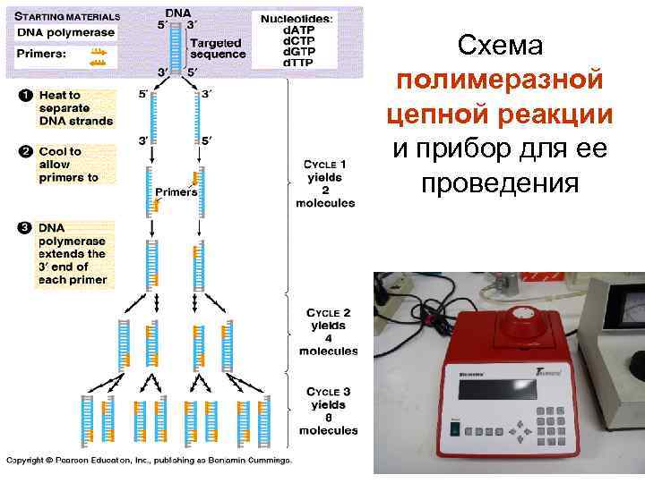 Схема полимеразной цепной реакции и прибор для ее проведения 