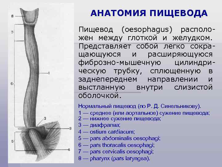 АНАТОМИЯ ПИЩЕВОДА Пищевод (oesophagus) расположен между глоткой и желудком. Представляет собой легко сокращающуюся и
