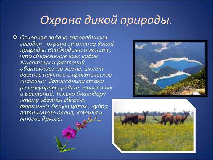 Охрана дикой природы. v Основная задача заповедников сегодня - охрана эталонов дикой природы. Необходимо