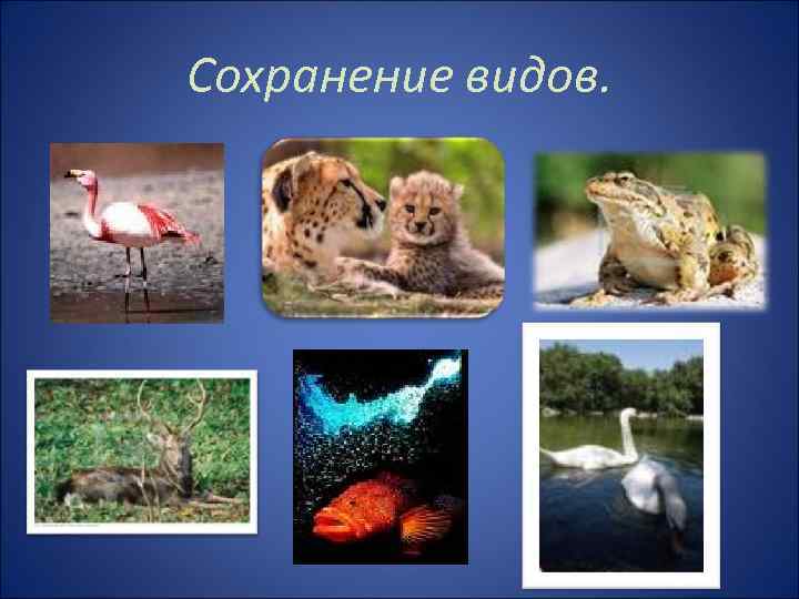 Сохранение видов. 