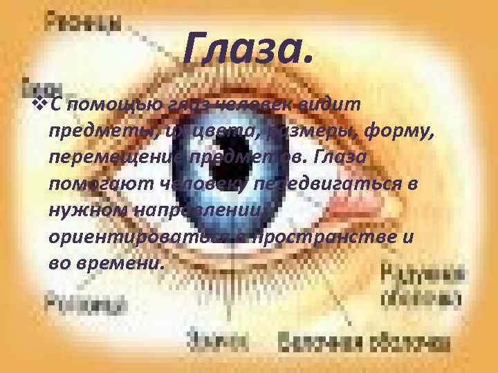 Глаза. v. С помощью глаз человек видит предметы, их цвета, размеры, форму, перемещение предметов.
