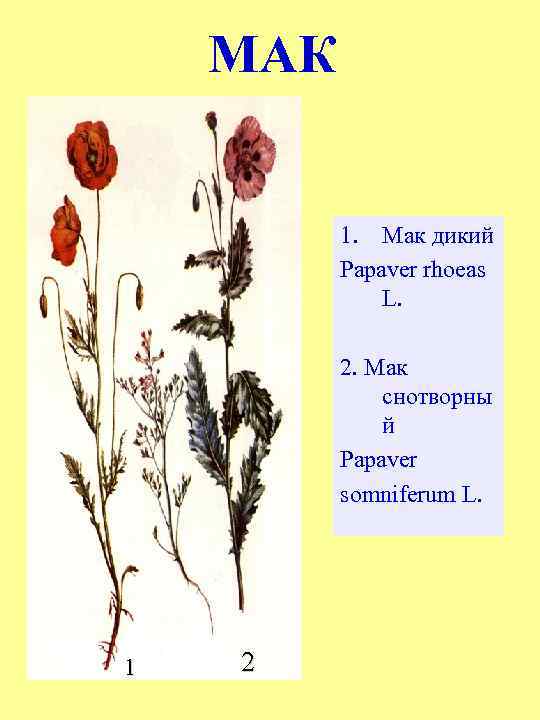 МАК 1. Мак дикий Papaver rhoeas L. 2. Мак снотворны й Papaver somniferum L.