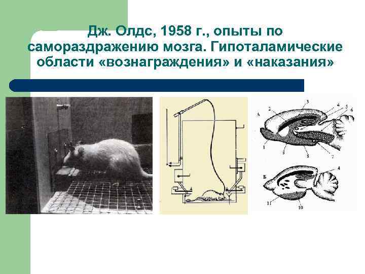 Дж. Олдс, 1958 г. , опыты по самораздражению мозга. Гипоталамические области «вознаграждения» и «наказания»