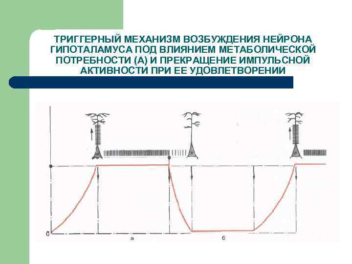 ТРИГГЕРНЫЙ МЕХАНИЗМ ВОЗБУЖДЕНИЯ НЕЙРОНА ГИПОТАЛАМУСА ПОД ВЛИЯНИЕМ МЕТАБОЛИЧЕСКОЙ ПОТРЕБНОСТИ (А) И ПРЕКРАЩЕНИЕ ИМПУЛЬСНОЙ АКТИВНОСТИ