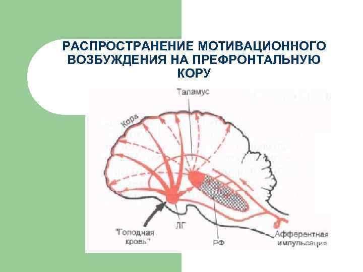 РАСПРОСТРАНЕНИЕ МОТИВАЦИОННОГО ВОЗБУЖДЕНИЯ НА ПРЕФРОНТАЛЬНУЮ КОРУ 