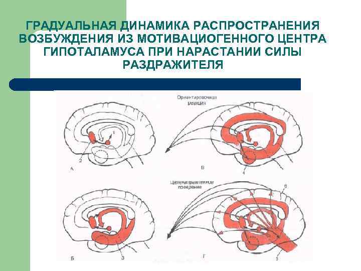 ГРАДУАЛЬНАЯ ДИНАМИКА РАСПРОСТРАНЕНИЯ ВОЗБУЖДЕНИЯ ИЗ МОТИВАЦИОГЕННОГО ЦЕНТРА ГИПОТАЛАМУСА ПРИ НАРАСТАНИИ СИЛЫ РАЗДРАЖИТЕЛЯ 