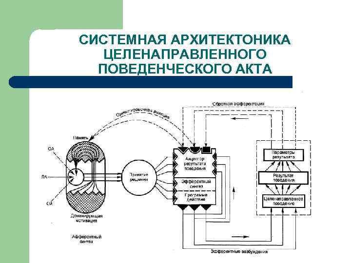 Функциональная система анохина презентация