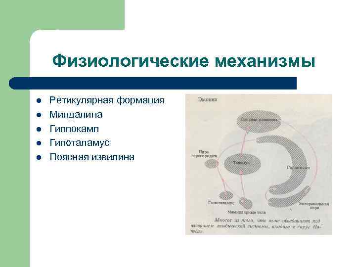 Физиологические механизмы l l l Ретикулярная формация Миндалина Гиппокамп Гипоталамус Поясная извилина 