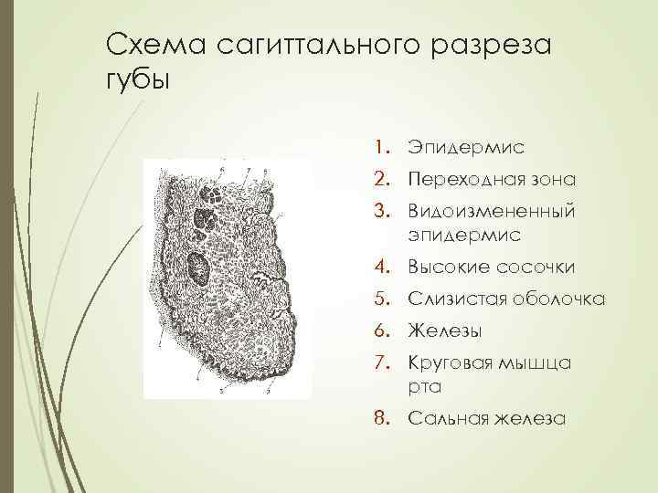 Схема сагиттального разреза губы 1. Эпидермис 2. Переходная зона 3. Видоизмененный эпидермис 4. Высокие