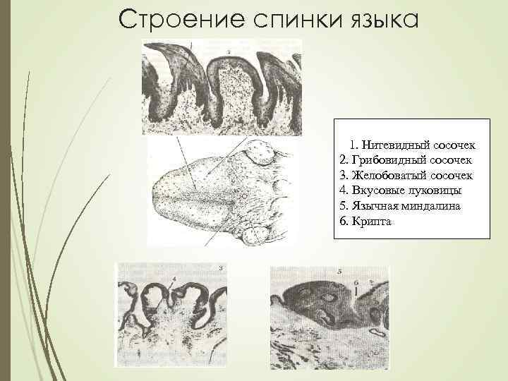 Строение спинки языка 1. Нитевидный сосочек 2. Грибовидный сосочек 3. Желобоватый сосочек 4. Вкусовые