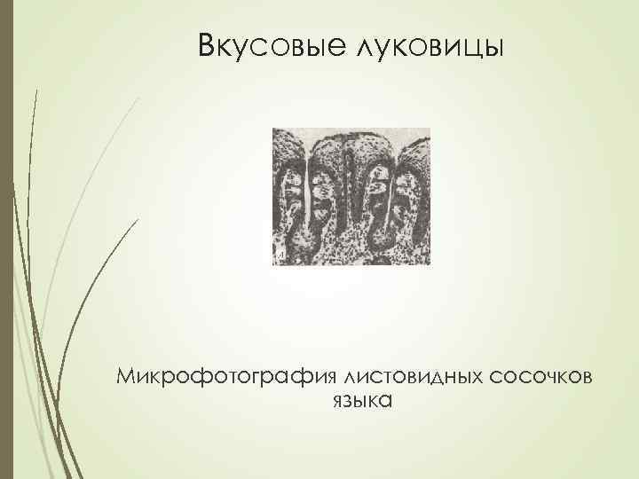 Вкусовые луковицы Микрофотография листовидных сосочков языка 