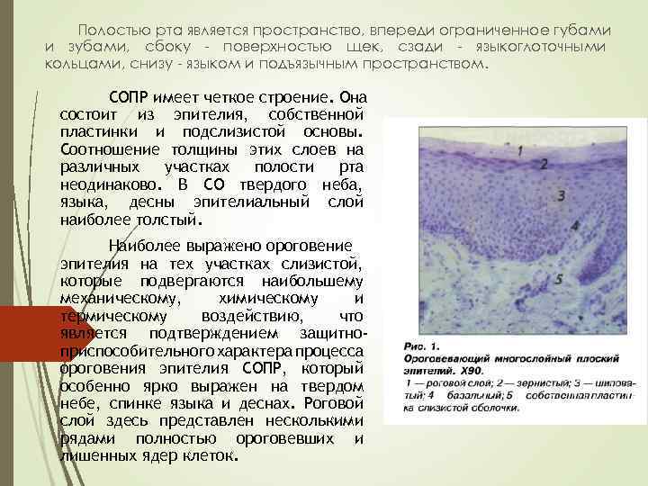 Полостью рта является пространство, впереди ограниченное губами и зубами, сбоку - поверхностью щек, сзади