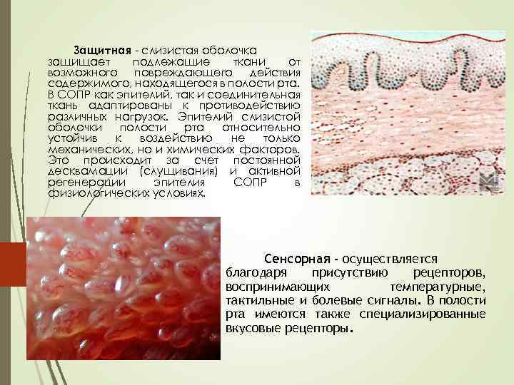 Защитная - слизистая оболочка защищает подлежащие ткани от возможного повреждающего действия содержимого, находящегося в