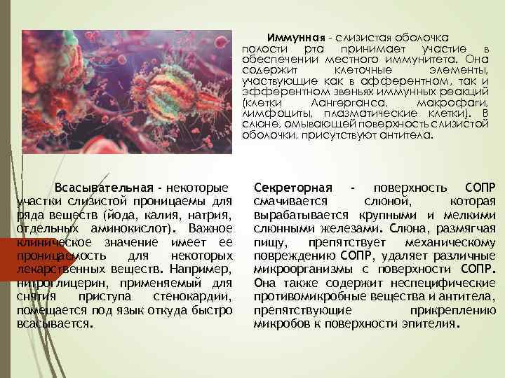 Иммунная - слизистая оболочка полости рта принимает участие в обеспечении местного иммунитета. Она содержит