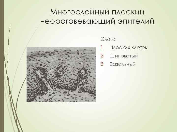 Многослойный плоский неороговевающий эпителий Слои: 1. Плоских клеток 2. Шиповатый 3. Базальный 