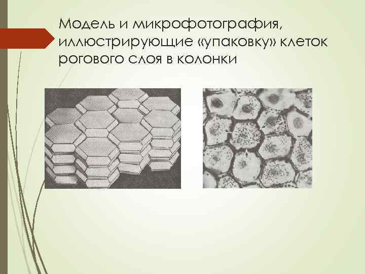 Модель и микрофотография, иллюстрирующие «упаковку» клеток рогового слоя в колонки 