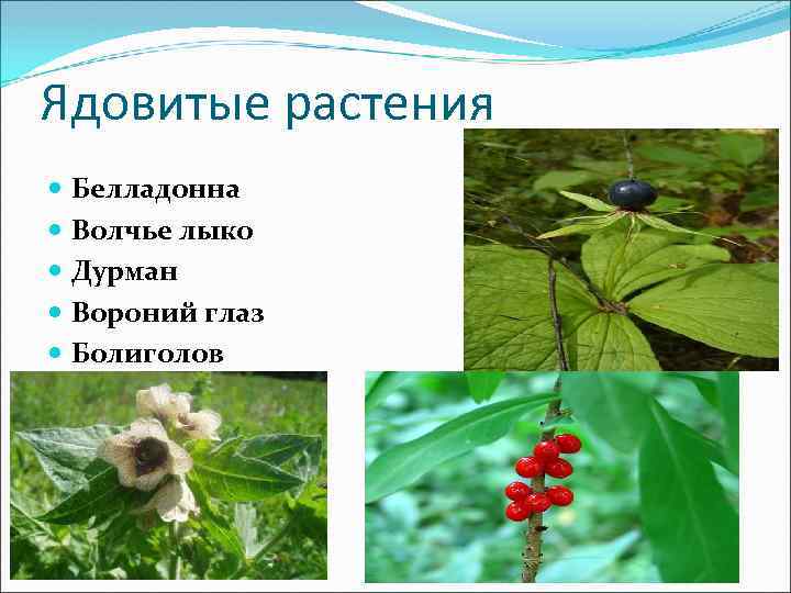 Ядовитые растения Белладонна Волчье лыко Дурман Вороний глаз Болиголов 