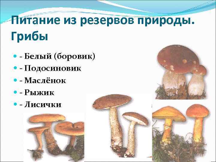 Питание из резервов природы. Грибы - Белый (боровик) - Подосиновик - Маслёнок - Рыжик