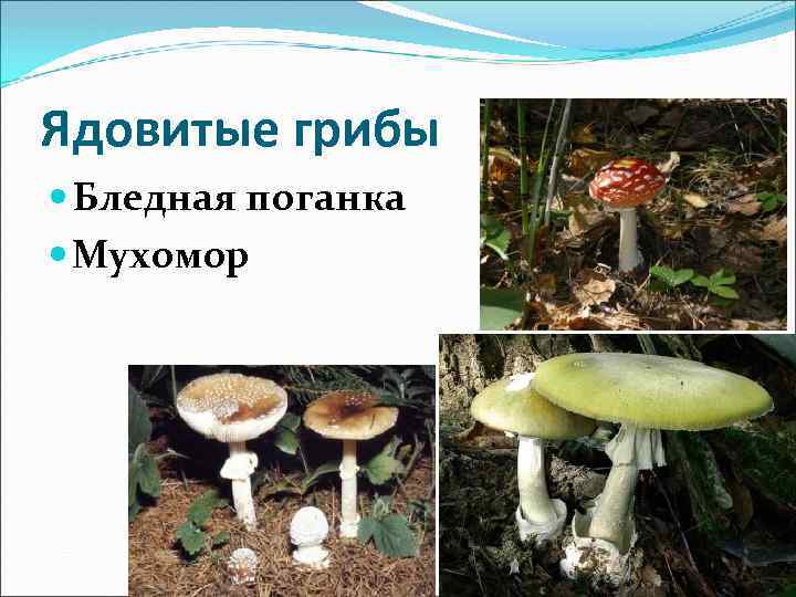 Ядовитые грибы Бледная поганка Мухомор 