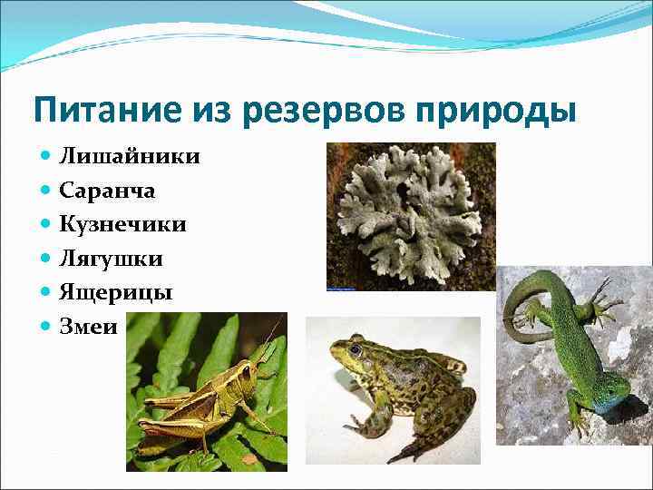 Питание из резервов природы Лишайники Саранча Кузнечики Лягушки Ящерицы Змеи 