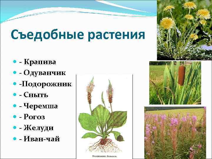 Съедобные растения - Крапива - Одуванчик -Подорожник - Сныть - Черемша - Рогоз -