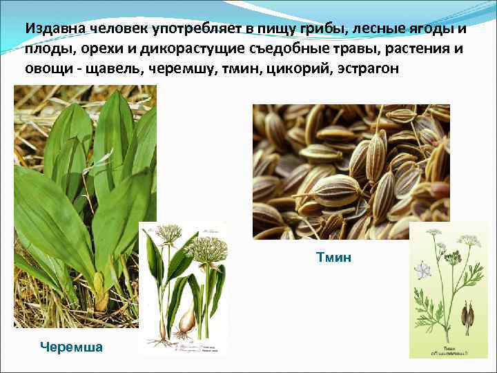 Издавна человек употребляет в пищу грибы, лесные ягоды и плоды, орехи и дикорастущие съедобные