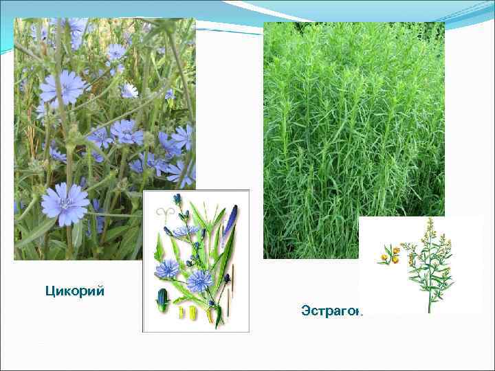Цикорий Эстрагон 