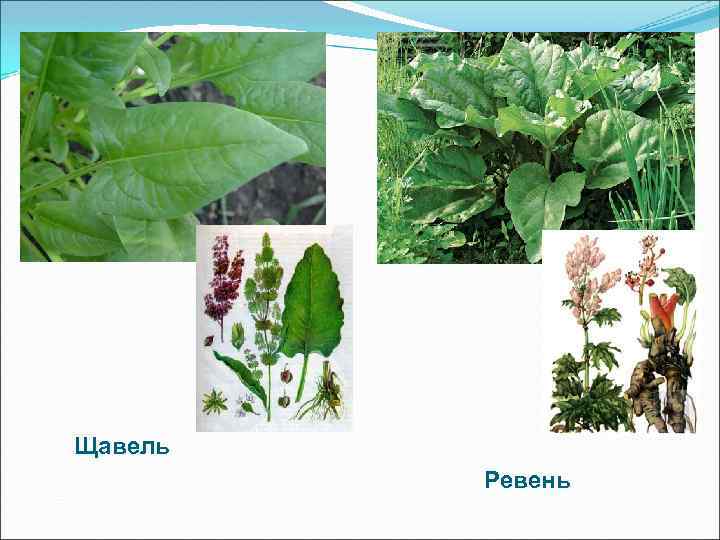 Щавель Ревень 