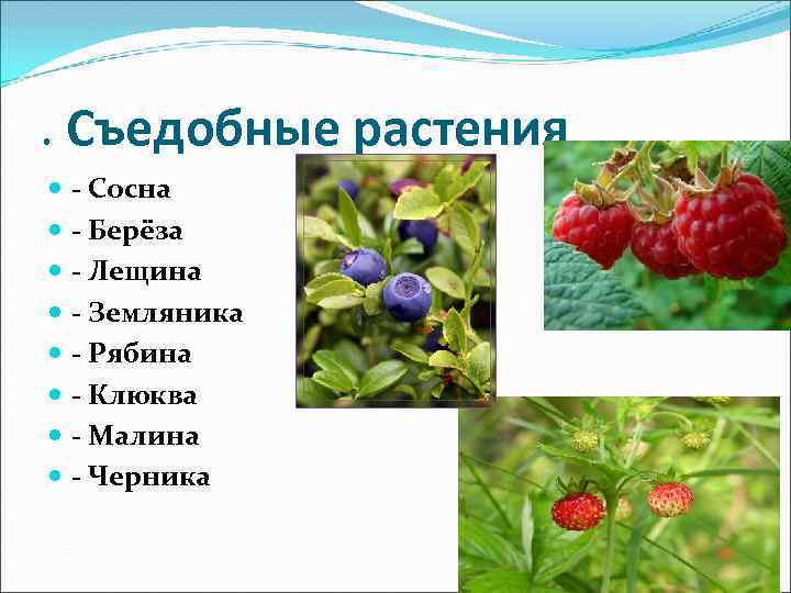 . Съедобные растения - Сосна - Берёза - Лещина - Земляника - Рябина -