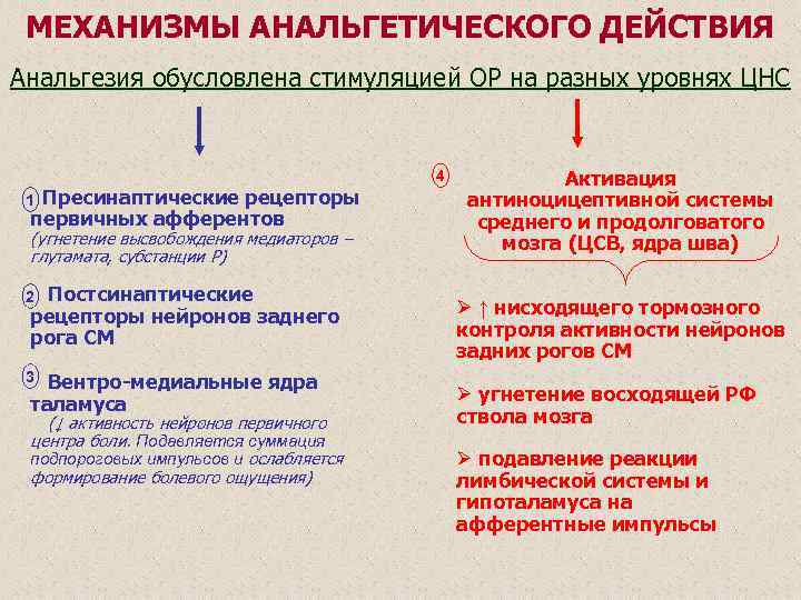 МЕХАНИЗМЫ АНАЛЬГЕТИЧЕСКОГО ДЕЙСТВИЯ Анальгезия обусловлена стимуляцией ОР на разных уровнях ЦНС Пресинаптические рецепторы первичных