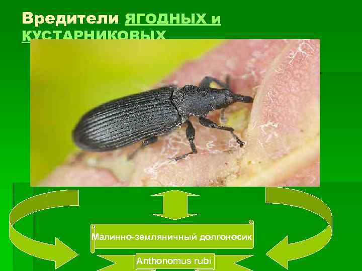 Вредители ЯГОДНЫХ и КУСТАРНИКОВЫХ Малинно-земляничный долгоносик Anthonomus rubi 