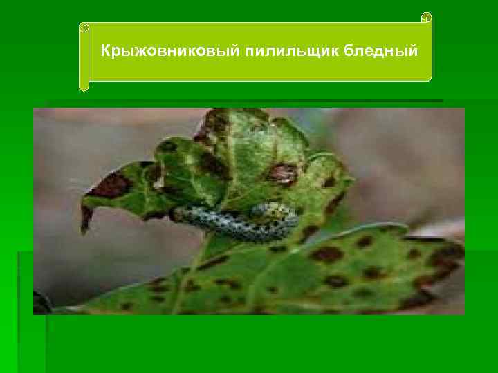 Крыжовниковый пилильщик бледный 