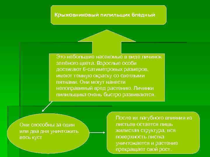 Крыжовниковый пилильщик бледный Это небольшие насекомые в виде личинок зелёного цвета. Взрослые особи достигают