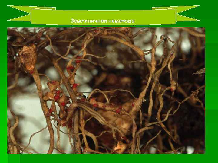 Земляничная нематода 
