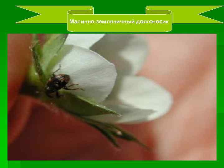Малинно-земляничный долгоносик 