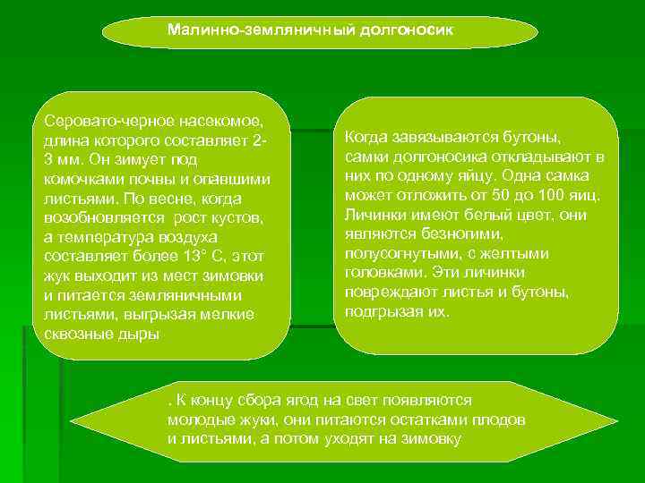 Малинно-земляничный долгоносик Серовато-черное насекомое, длина которого составляет 23 мм. Он зимует под комочками почвы