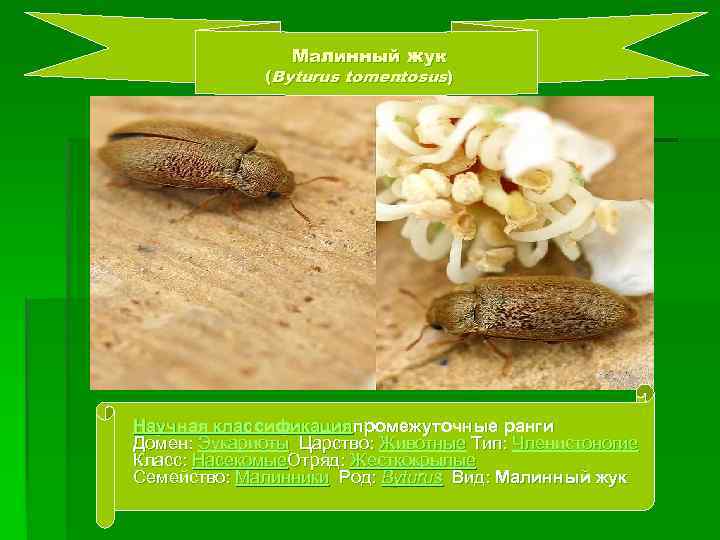 Малинный жук (Byturus tomentosus) Научная классификацияпромежуточные ранги Домен: Эукариоты Царство: Животные Тип: Членистоногие Класс: