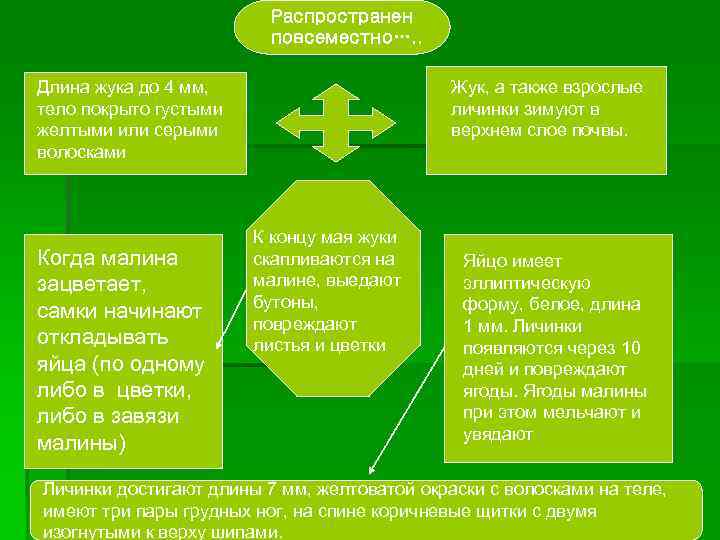 Распространен повсеместно…. . Длина жука до 4 мм, тело покрыто густыми желтыми или серыми