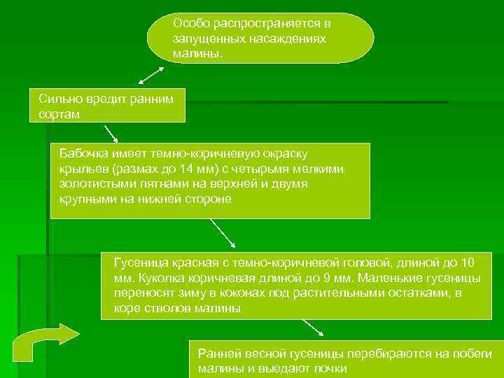 Особо распространяется в запущенных насаждениях малины. Сильно вредит ранним сортам Бабочка имеет темно-коричневую окраску