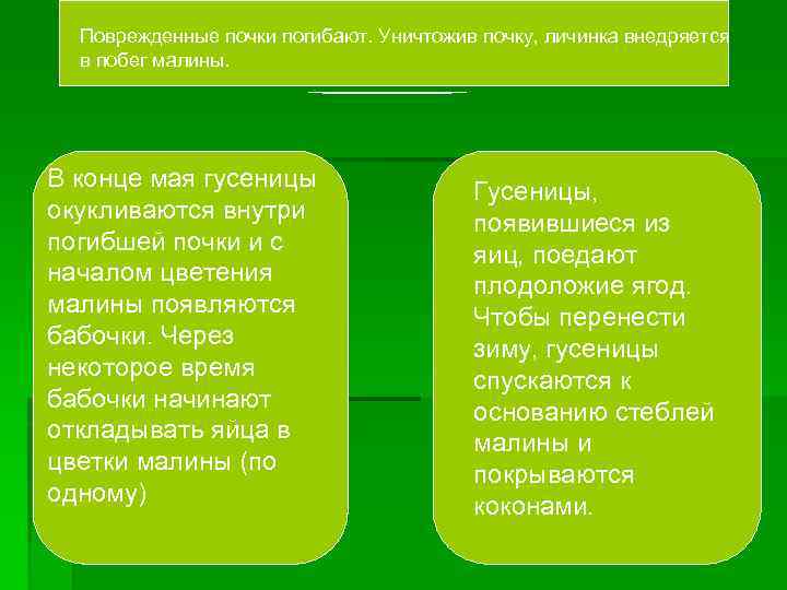 Поврежденные почки погибают. Уничтожив почку, личинка внедряется в побег малины. В конце мая гусеницы