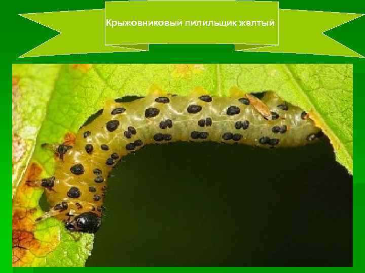 Крыжовниковый пилильщик желтый 