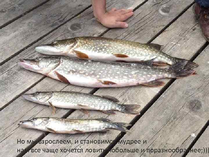 Но мы взрослеем, и становимся мудрее и нам все чаще хочется ловить побольше и