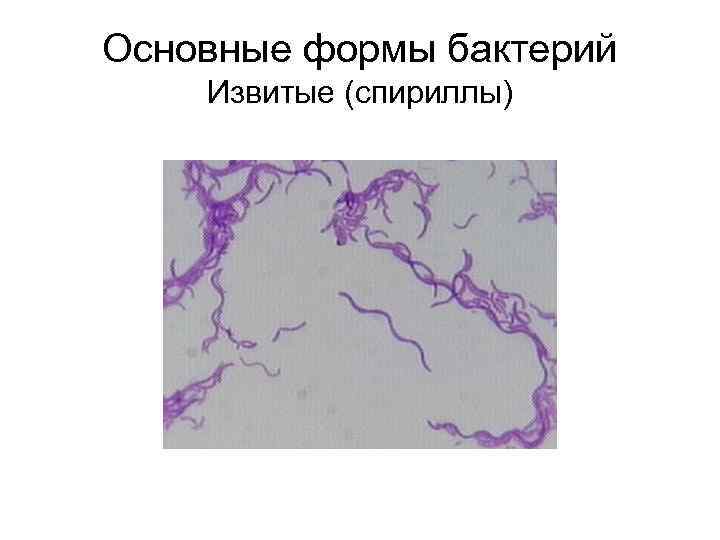 Основные формы бактерий Извитые (спириллы) 