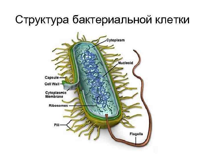 Структура бактериальной клетки 