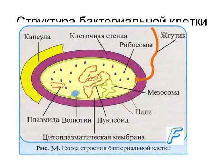 Структура бактериальной клетки 
