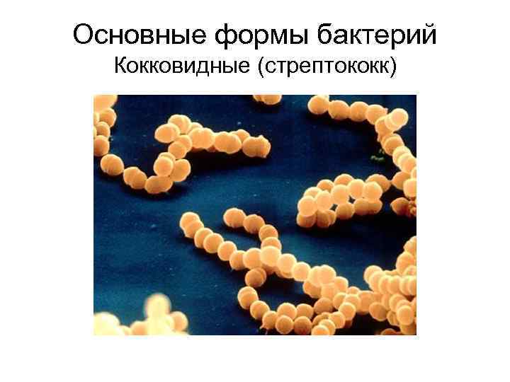 Основные формы бактерий Кокковидные (стрептококк) 