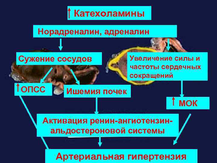 Адреналин и норадреналин отличие. Влияние катехоламинов. Катехоламины норадреналин. Механизм действия катехоламинов. Действие катехоламинов на сосуды.